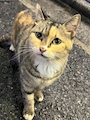 chiko