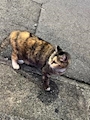 chiko