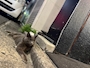 chiko