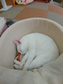 新着ブログ 𓃠ねこ𓃠