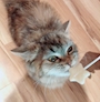 chiko