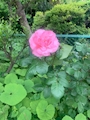 🌸木曜日🌸🌸🌸🌸🌸🌸🌸🌸🌸🌸