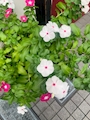 新着ブログ 火曜日🍇🍇🍇🍇🍇🍇🍇🍇🍇🍇