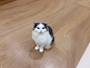 chiko