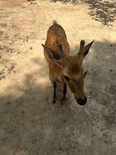 りり