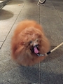 新着ブログ もふ団子
