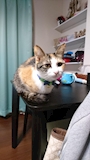 chiko