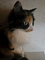 chiko