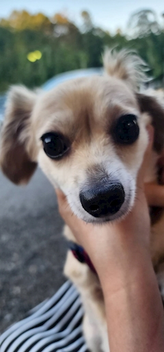 プロフィール写真1・ひめ｜紺碧 Azur du secret・アジュール - 歌舞伎町のクラブ/ラウンジ