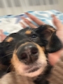 chiko