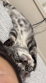 chiko