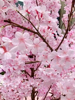 ぽぽ「❥︎･･🌸🫧」