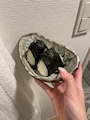 新着ブログ さらです👶🏻