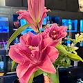 さくら🌸