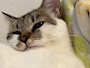 chiko