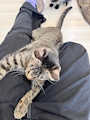chiko