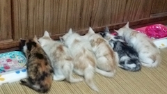 プロフィール写真1・💜🐈️ひろみ🐈‍⬛💜🍺わむら✨✨｜わむら - 国分町のスナック