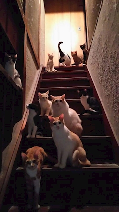 プロフィール写真2・💜🐈️ひろみ🐈‍⬛💜🍺わむら✨✨｜わむら - 国分町のスナック