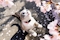 プロフィール写真3・土田シェフ|QUEEN's CLUB・クイーンズクラブ - 御徒町・上野のキャバクラ