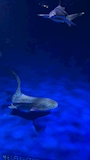 新着ブログ 🦈