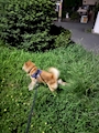 chiko
