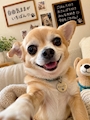 chiko