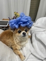 chiko