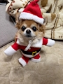 chiko