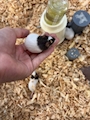 chiko
