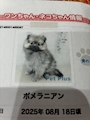 chiko