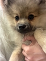 chiko
