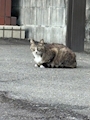 chiko