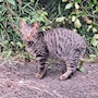 chiko