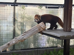 はるか「🐯🐻🐵🐘」