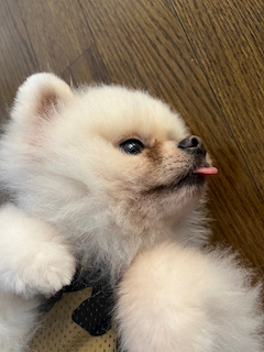 美波 きほ
