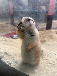 みく「動物園」