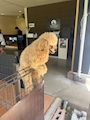 chiko