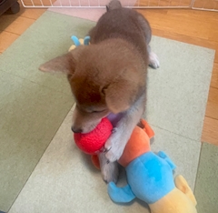 はな