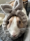 プロフィール写真3・さくら|居酒屋×Snack じゃりんこ錦 - 名古屋 錦のスナック