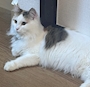 chiko