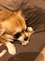 chiko