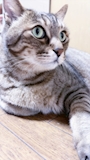 chiko