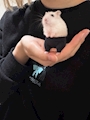 chiko