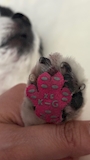 chiko