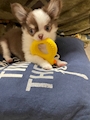 chiko
