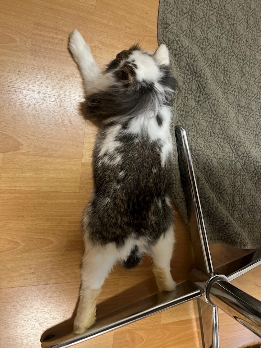 ねす