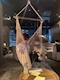 プロフィール写真2・シイナ|Cafe & Bar 5・カフェアンドバー ファイブ - 蒲田東口のガールズバー