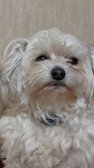chiko