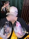 プロフィール写真3・ひより(MOLE)｜Girl's Bar MOLE・モール - 八幡宿のガールズバー