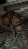 chiko
